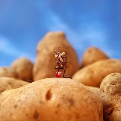 Animal Koyote HO 1:87 figura en miniatura sin precio Foto 1 de 2