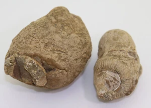 Ammoniti, Nostoceras malagasyense, gesso, Campan, Tulear, Madagascar -L117 - Foto 1 di 12
