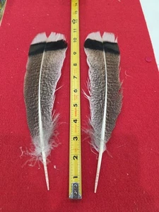 Par de plumas híbridas de cola de pavo moteado Z114 - Imagen 1 de 1