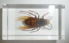 Tropical Tiger Hornet Vespa tropica in Clear Block Education Insect Specimen