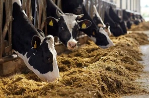 Dairy Farm Business Plan - Picture 1 of 3