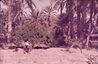 Original Ekta Slide Transparancy Algeria Gardening In Oasis Biskra