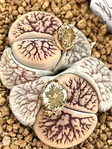 SEEDS- Lithops schwantesii ssp. schwantesii 'Nutwerk' 10 Seeds - Bild 1 von 4