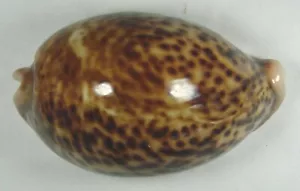 CYPRAEA PANTHERINA 73,08 mm HERMOSO ESPÉCIMEN de Massawa, Eritrea - Imagen 1 de 4