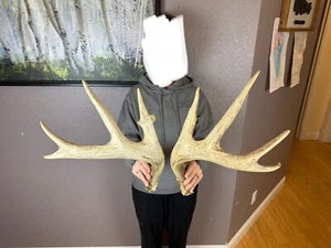 BIG Matched Set Whitetail Deer Antlers Sheds 5x5 Horns RATTLE - Picture 1 of 3
