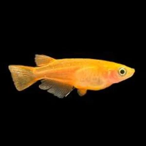 Gold Medaka Ricefish Killifish (Oryzias latipes "Gold") - Picture 1 of 6