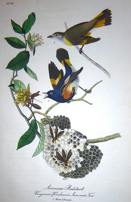 Audubon 1st ed Octavo   AMERICAN REDSTART   Birds of America 1840 original pl 68 - Image 1 of 4