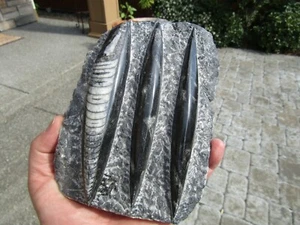 Schöne Orthoceras (3) in einem / Marokko 350-400 Millionen Jahre - Bild 1 von 6