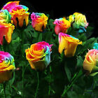 Kolorowa róża, mieszana cynia, geranium, goździk, petunia, nasiona kolumbiny