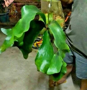Staghorn Fern Platycerium Hillii Hybrid 3000 - 4000 spore + FREE CERTIFICATE - Picture 1 of 6