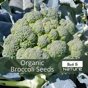 Broccoli - Seeds - Organic - Non Gmo - Heirloom Seeds – Vegetable Seeds