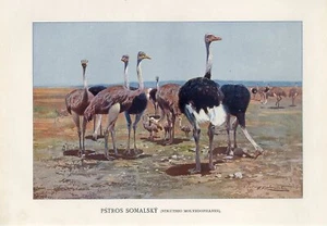 Impresión litográfica antigua de aves de avestruz somalíes c1900 A.Brehm - Imagen 1 de 1