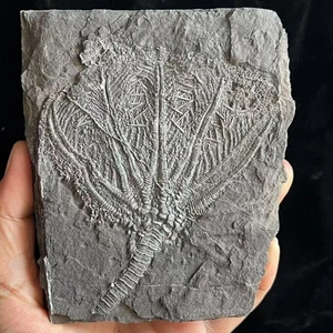 Einzigartige und authentische Guizhou Trias Seelilie Fossil A03 - Bild 1 von 6