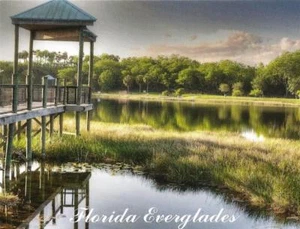 Postcard Florida Everglades Unused MINT - Picture 1 of 1