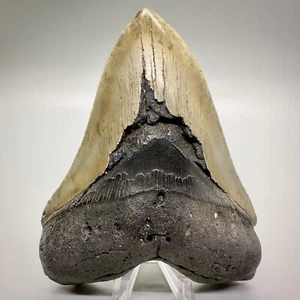 Heavy/Solid Large Complete 5.24" Fossil MEGALODON Shark Tooth - USA - Picture 1 of 8