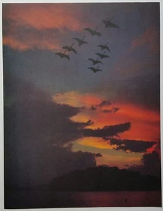 "Sunrise Flight of Canadian Geese" 1980 Photo Page from Magazine... - Picture 1 of 1