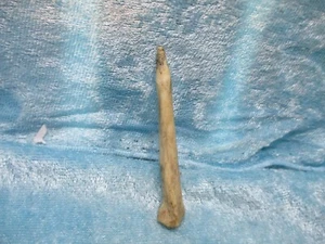 Knochenahle - Bild 1 von 2