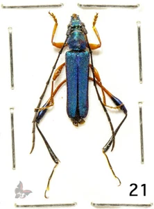 Cerambycidae-Callichromatini No.21, Tanzania, ACTUAL SPECIMEN - Picture 1 of 1