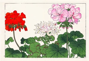 Geranium I - Picture 1 of 3