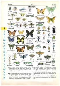 1950's Children's Dictionary Page "Insects" Butterflies Beetles Book Plate A5 - Picture 1 of 2