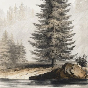 1857 Scarce USPRR CA & OR, Trees Pl. 6, ABIES WILLIAMSONII (Mountain Hemlock) - Picture 1 of 5