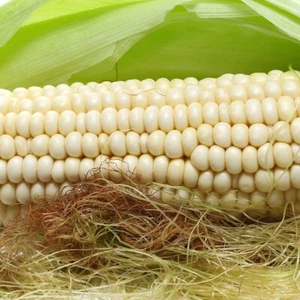 1 Lb Country Gentleman Corn Seeds - Everwilde Farms Mylar Seed Packet - Picture 1 of 2