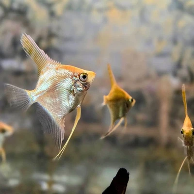 2 Pack Gold Top Angelfish Live Fish Quarter Sized - Image 1 of 4