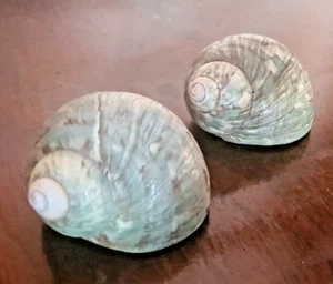 Turbo Imperialis Shell Lot Of 2 - Picture 1 of 12