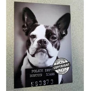 BOSTON TERRIER POLICÍA FOTO POLICIAL TAZA IMPRESIÓN 8x10 BLANCO Y NEGRO SIN MARCO ¡LINDO! - Imagen 1 de 1