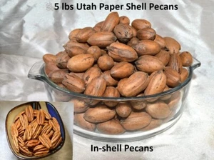 5 LBS Pecans In-Shell Utah Grown Paper Shell Pecan 2024 Crop Easy Cracking Nut - Picture 1 of 14