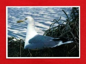 GAVIOTA PATAS AMARILLAS Postal Amarillo Pico y Pies Plumas Blancas PORTUGAL - Imagen 1 de 2