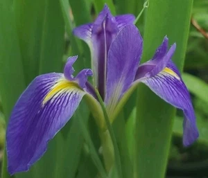 Blue Flag Iris "Iris Virginica" Live Plant Half Gallon Pot - Picture 1 of 5