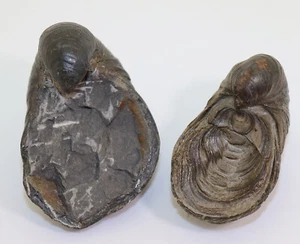 Austern, Gryphaea arcuata, Jura, Sinemur, Ravenscar, North Yorkshire, UK -i112 - Picture 1 of 6