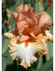 Orange Titan Bearded Iris - Blue Buddha Farm - Easy to Grow Perennial