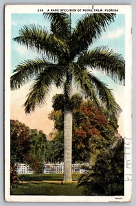 Cartolina Un Raro Esemplare di Royal Palm Florida FL White Boarder Vertical c:1934 - Foto 1 di 2