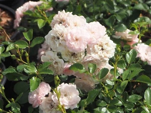 Bodendeckerrose Beetrose Rosa 'The Fairy' wurzelecht im 1 Liter Container - Bild 1 von 2