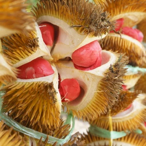 BeauFlora Híbrido Durian (Gambón Rojo, Plántula) Exótica 1 Planta de Raíz Desnuda - Imagen 1 de 3