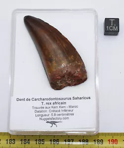 Dent de dinosaure Carcharodontosaurus Saharicus T.Rex (5.8 centimètres-042**) - Foto 1 di 13