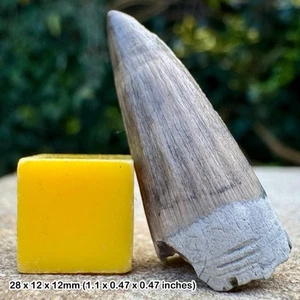 Fossil crocodile tooth - thecachampsa antiqua - miocene, usa | genuine + coa - Picture 1 of 2