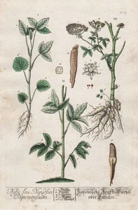 Ginseng Gilgen Root Power Botany Blackwell Herbal Book Copperplate - Picture 1 of 1