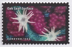 US 5802t Life Magnified Oak Leaf Surface F single MNH 2023 - Picture 1 of 1