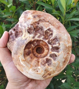 SELTEN! 1270 GR GROSSES FOSSIL PERMIAN NÄHTE DENDRITISCHER CALCIT AMMONIT TIMOR - Bild 1 von 12
