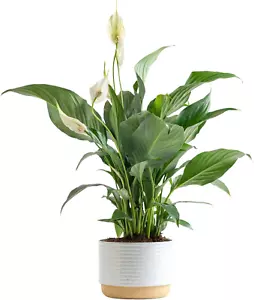 Peace Lily, Live Indoor Plant with Flowers, Easy to Grow Houseplant in Decorativ - Picture 1 of 7