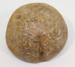 Seeigel, Clypeus plotii, Jura, Bajoc, Jaulny, Frankreich -f820 - Picture 1 of 5