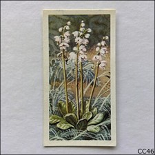 Brooke Bond Tea Card Wild Flowers Series 3 1964 #24 Larger Wintergreen (CC46)