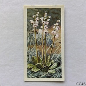 Brooke Bond Tea Card Wild Flowers Series 3 1964 #24 Larger Wintergreen (CC46)