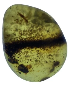 Branch Twig Wood Disintegrating CLEAREST, Genuine Burmite Ambers, 98MYO - Picture 1 of 5