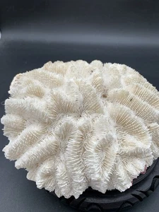 One Medium Piece Of Brain Coral 3”T X 6”W X 7”D 2LB  - Picture 1 of 9