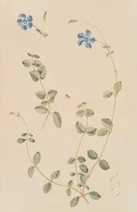 E. STEPPES (1873-1968), Studien am Immergrün,  1936, Aq. Symbolismus Blumen - Bild 1 von 4