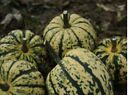 3 X WINTER SQUASH PLUG PLANTS CHOICE OF VARIETIES PRE ORDER FREE DELIVERY A